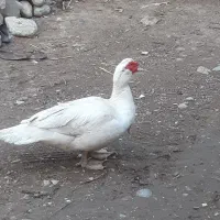 اردک اسرائیلی|حیوانات مزرعه|گنبد کاووس, |دیوار