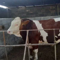 گوساله