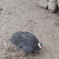 مرغ