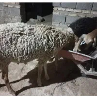 قوچ و گوسفند بوری|حیوانات مزرعه|زابل, |دیوار