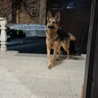 ژرمن شپرد اصیل درجه یک