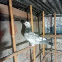 کبوتر غریب گیری|پرنده|قائم‌شهر, |دیوار