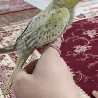 عروس هلندی|پرنده|قرچک, داوود آباد|دیوار