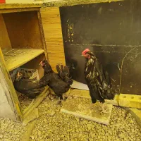 مرغ و خروس گلین
