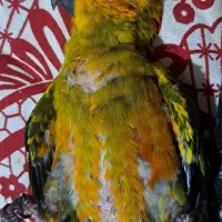 خورشیدی|پرنده|قائم‌شهر, |دیوار