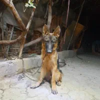 سگ خوب|سگ|تهران, عبدل‌آباد|دیوار