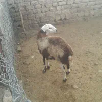 شک قوچ پلنگی اصیل