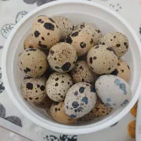 تعدادی بلدرچین بالغ جنگلی تخم گذار