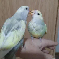 طوطی برزیلی خوشرنگ