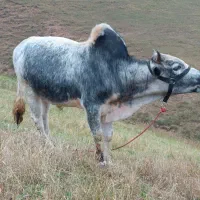گاونر کلچه خوشگل
