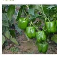 6500نشا گوجه گلخانه ای اماده کشت باقرارداد وضمانت|خدمات باغبانی و درختکاری|شیراز, شهدای شهرک سعدی|دیوار