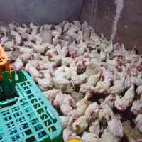 فروش مرغ تخم گذار