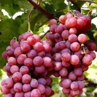 تولید نهال انگور صاحبی گلدانی یکساله|خدمات باغبانی و درختکاری|اردکان, |دیوار