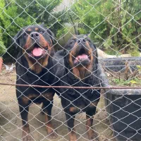 توله روتوایلر دوماهه