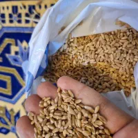 گندم بذری پیشگام