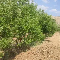 فروش۵۰۰مترباغ هماشهرسپیدان