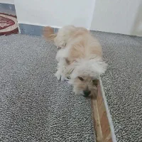 گمشده|حیوانات|دزفول, |دیوار