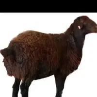 بره