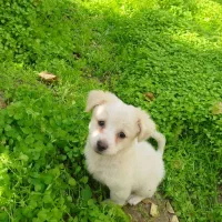 سگ بازیگوش خونگی