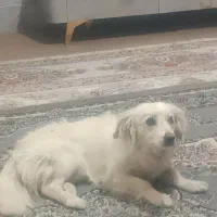 اشپیتز ایرانی