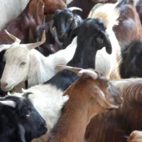 فروش چند راس حیوان