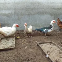 اردک سفید اسرائیلی نر ومده|حیوانات مزرعه|جویبار, |دیوار