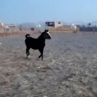 ادوتا اسب یکی سواری کرد خون بالا یکی در شوری|اسب و تجهیزات اسب‌سواری|فولادشهر, فولادشهر|دیوار