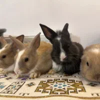 4 عدد بچه خرگوش