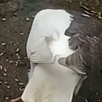 چپ سبز ماده سالم و واکسن خورده