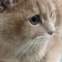 جفت گیری گربه نر بریتیش