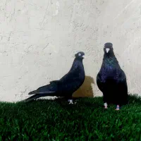 زاغ ابادانی|پرنده|مسجد سلیمان, |دیوار