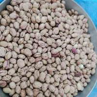 لوبیا چیتی سرحد اقلید