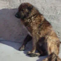 سگ گله ای جوان|سگ|صحنه, |دیوار