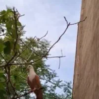 کفتر