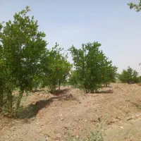 فروش باغ پسته در باغستان علیا|فروش زمین و ملک کلنگی|اسلامیه, |دیوار