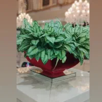 خدمات انواع گل و گیاه