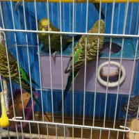 جوجه مرغ عشق