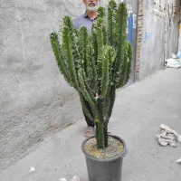 چند مدل افوربیا اینجنس