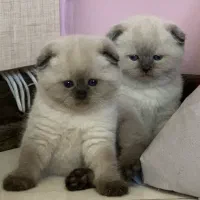 بچه گربه های اسکاتیش و بریتیش