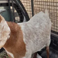 حمیدیه|حیوانات مزرعه|حمیدیه, |دیوار