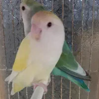 طوطی برزیلی و گرینچیک توضیحات بخوان|پرنده|طرقبه, |دیوار