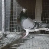 ماده خرقه روس|پرنده|اصفهان, شهرک کاوه|دیوار