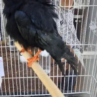 مرغ مینا،سهره قناری