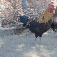 فروش خروس.و جوجه خروس محلی