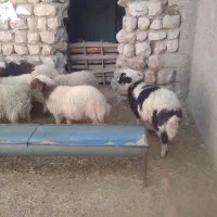 12راس بره ماده/انجیره