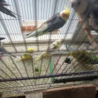 چند جفت عروس هلندی به فروش میرسد|پرنده|آذرشهر, |دیوار