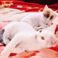 واگذاری بچه گربه های 3 ماه