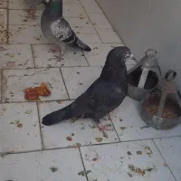 تعویض کبوتر باجوجه یامرغ