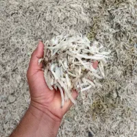 فروش تفاله چغندر پرسی خشک و پرک