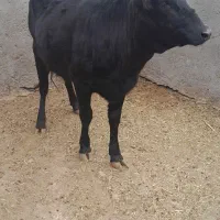 گوساله ماده